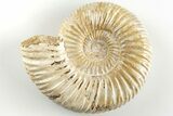 Polished Jurassic Ammonite (Perisphinctes) - Madagascar #203854-1